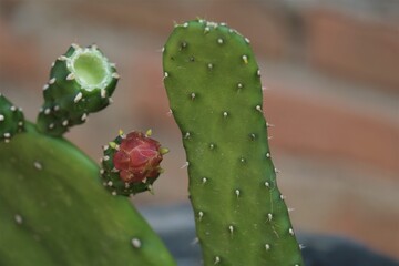 Opuntia cochenillifera is a species of cactus in the subfamily Opuntioideae.