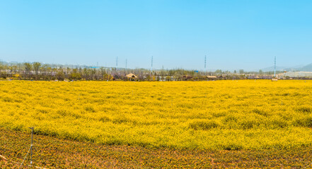Panorama of blooming field, yellow rape