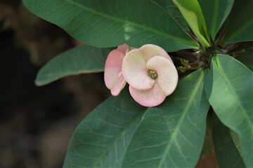 Euphorbia milii from Kerala India