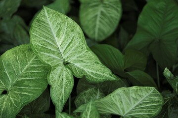 Caladium bicolor, called Heart of Jesus, is a species in the genus Caladium from Latin America