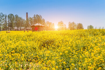 Panorama of blooming field, yellow rape