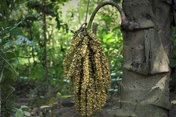 Photo of Arenga pinnata 
inflorescence