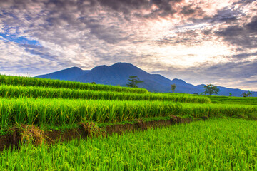 Fototapeta na wymiar panoramic views of rice fields with a beautiful expanse in the morning in Indonesia