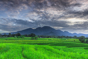 beautiful morning with green rice and blue mountains in indonesia