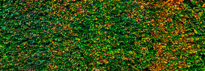 Autumn hedge