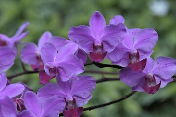 Phalaenopsis commonly known as moth orchids, is a genus of about seventy species of plants in the family Orchidaceae.