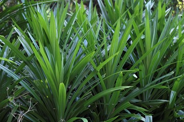 Obraz premium Pandanus is a genus of monocots, Common names include pandan, screw palm, and screw pine.
