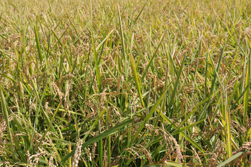 収穫前の稲のイメージ