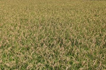 収穫前の稲のイメージ