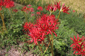 曼珠沙華のイメージ