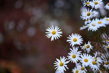 gujeolcho flowers full of autumn scents