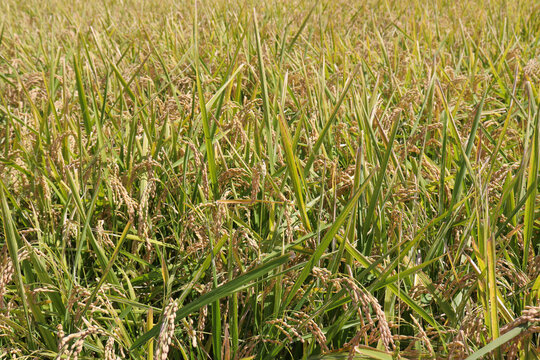 収穫前の稲のイメージ