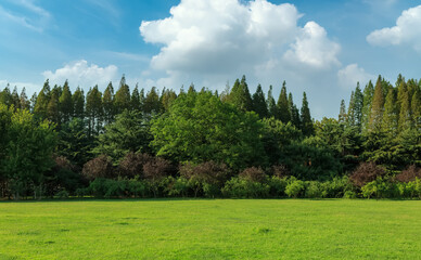 Sunshine forest and grassland in the park