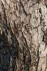 Obraz premium 木のテクスチャ