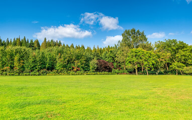 Obraz premium Sunshine forest and grassland in the park