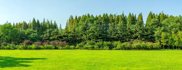 Tuinposter Sunshine forest and grassland in the park © 昊 周