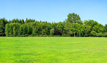Sunshine forest and grassland in the park
