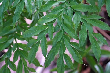 Amorphophallus paeoniifolius, the elephant foot yam or whitespot giant arum