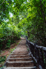 footpath stairs in forest.