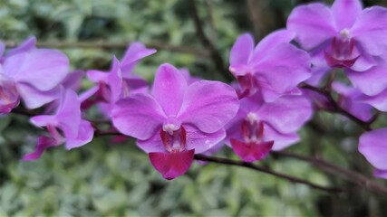 Fototapeta na wymiar Phalaenopsis commonly known as moth orchids, is a genus of about seventy species of plants in the family Orchidaceae.