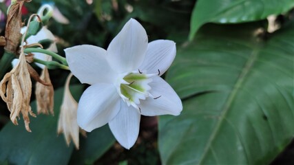 Obraz premium Eucharis amazonica is a species of flowering plant in the family Amaryllidaceae, native to Peru.The English name Amazon lily is used for this species.