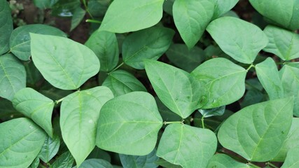 Lima bean leave, good for background