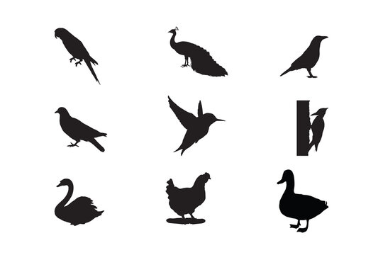 Set of birds vector silhouette