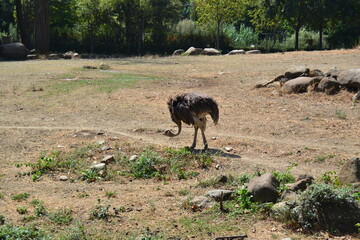 Ostriches in sunny days at Bursa Zoo. Turkey Ostriches walking in its nest made of soil and wooden fence.
