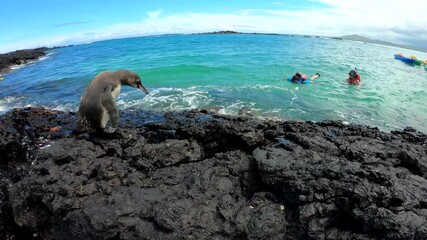 Galapagos Penguin Waits For Mate And Flaps Wings (2of2)