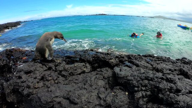 Galapagos Penguin Waits For Mate And Flaps Wings (2of2)