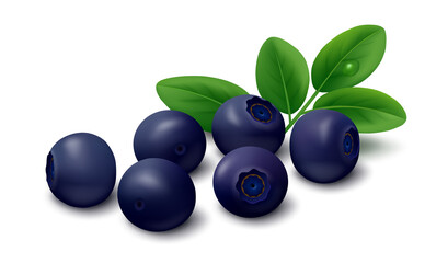 Realistic vector illustration of fresh bilberry (huckleberry, whortleberry, wild blueberry) berries with green leaves isolated on white background. 