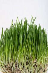 Sprouting of oat seeds growing as fresh green grass suitable for domestic pets feeding full of necessary vitamins and minerals for healthy life against white background. Vertical orientation