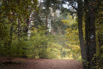 A dark autumnal path in Kampinoski National Park, Warsaw, Poland. The trail leads into the depths of the wilderness.