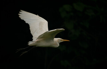 A flamingo flying with a dark background