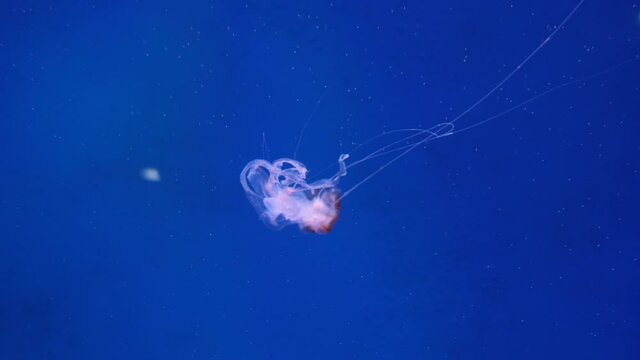 group of fluorescent jellyfish swimming in Aquarium pool.