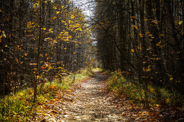 path in the autumn forest on a sunny day