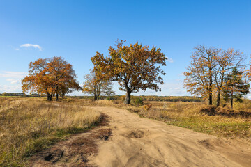 old oak trees in autumn field on a sunny day against a blue sky