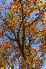 texture of oak tree branches with yellow leaves in autumn against a blue sky. vertical photo