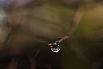枝に着いた雫