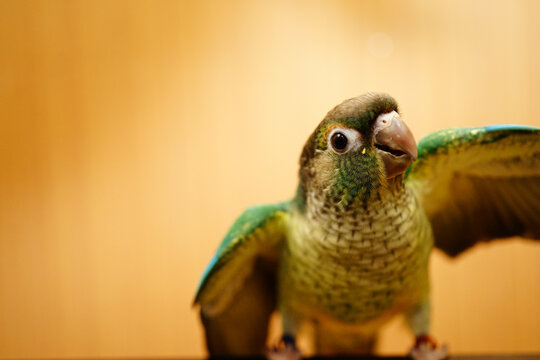 green cheek conure on wood background