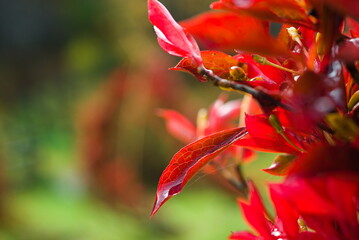 Fototapeta premium 雨水に濡れた紅葉した躑躅