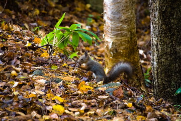 木の実を食べるエゾリス