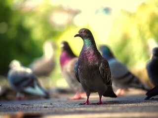 Pigeons 