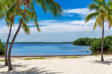 Palm trees on Key West beach, Florida, USA