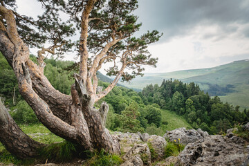 Obraz premium Pine tree against the background of mountains, green meadows and forests. Beautiful curves and branches green needles