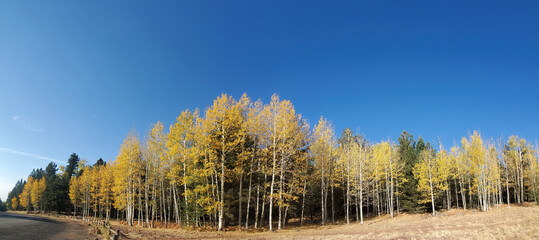 Beautiful fall color around the famous Arizona Snowbowl