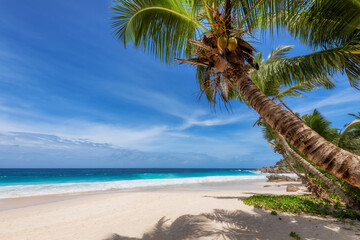 Tropical Paradise. Sandy beach with coco palm and turquoise sea. Summer vacation and tropical beach...