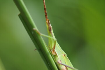 Long headed locust is on the rice plant. Closeup size. Upper part of the body.