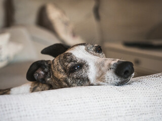 Whippet brindle and white purebreed dog resting at home lying donwn