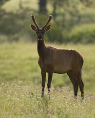 Velvet antlered Spike Bull Elk standing in Montana Grassland